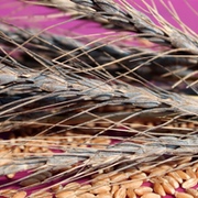 Cerealien und Pseudocerealien Cerealien und Pseudocerealien